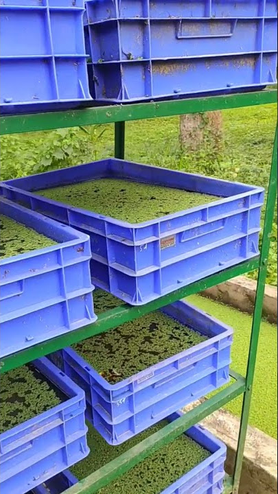 Agriculture activity ; Ajola Farming