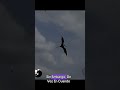 Dinosaurio 😨