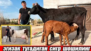 СУТДОР ОНАЫ БОДА ВА БУГОЗ СИГРЛАР АЗАМАТ ОГА 