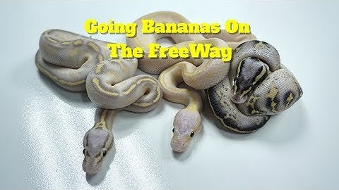 Ball Python Clutch Updates !!!  Freeway, Clowns and Crystals !!