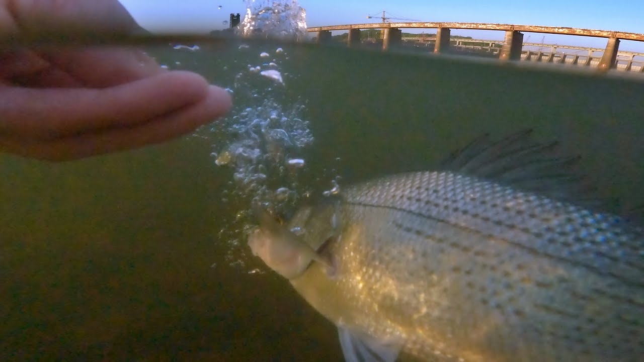 Fishing the Tennesssee Riverpark: Chattanooga TN