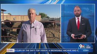 NM Agriculture Secretary on 1st screwworm case, actions being taken