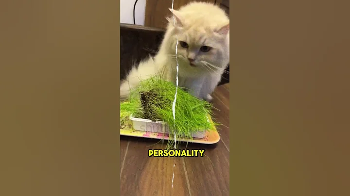 Watch the video about "5 MUST-KNOW Facts About Persian Cats! 🐱💖 (Breed Guide + Care Tips)