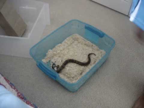 hand feed a lil ball python