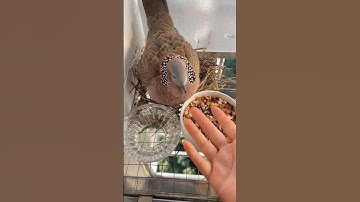 this turtle Dove came to build a nest on my balcony and happy ending 🥰 #birdnest #dove #turtledoves
