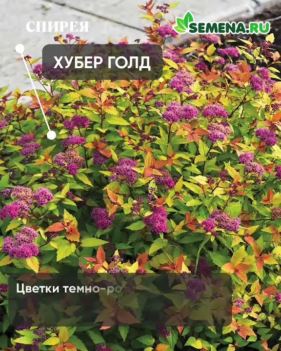 Спирея Хубер Голд - YouTube