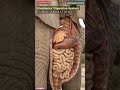 Elephant 🐘 Digestive System Animation /Animal Anatomy/Animal AI Art/20