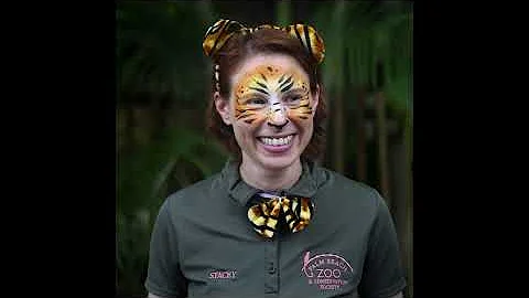 911 call: Tiger attack at Palm Beach Zoo