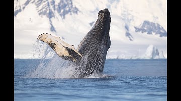 Whales in a Changing Ocean - Trailer 2021