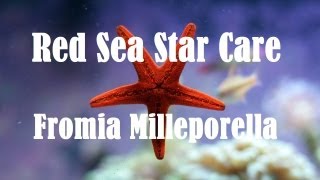 Red Sea Star Care (Fromia Milleporella)