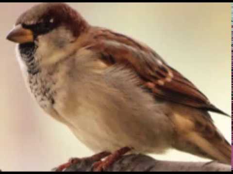 موسيقى رائعة رنة هاتف