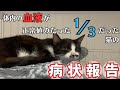 極度の貧血と脱水で保護した猫、回復しつつあるが病状はまだまだ深刻でした【保護猫】