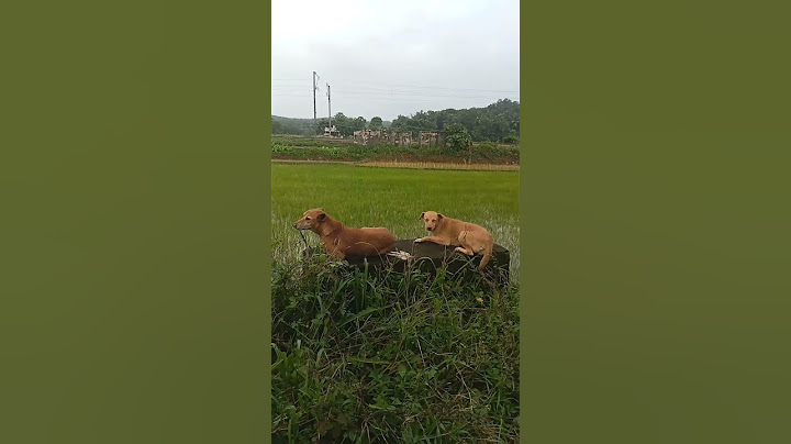 വീഡിയോ എടുക്കുമ്പോ പണയണ്ടേ 😂🤣#shorts #funny #comedy #dog #youtubeshorts
