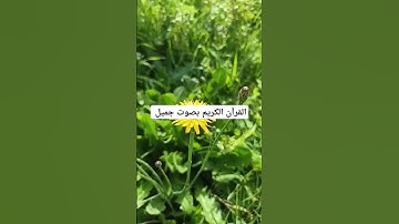 القرآن الكريم بصوت جميل #duet #القران_الكريم #اكسبلور #تيك_توك #لايك #المصحف
