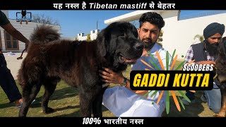 Gaddi Kutta 🔥 Our Indian Dog Breed 🐕 | SCOOBERS