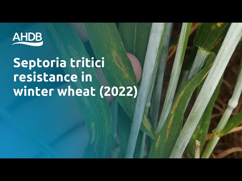 Video: Carnation Septoria Symtom: Hur man behandlar Septoria bladfläckar av nejlikor