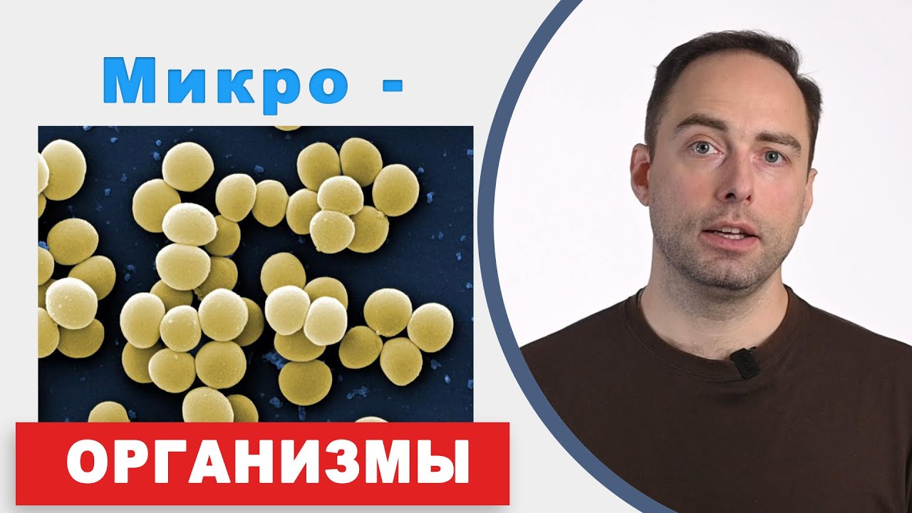Микроорганизмы, какие они по форме? Введение в микробиологию.