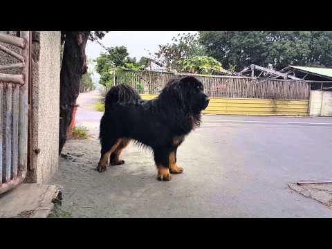 西藏獒犬-玉樹純血