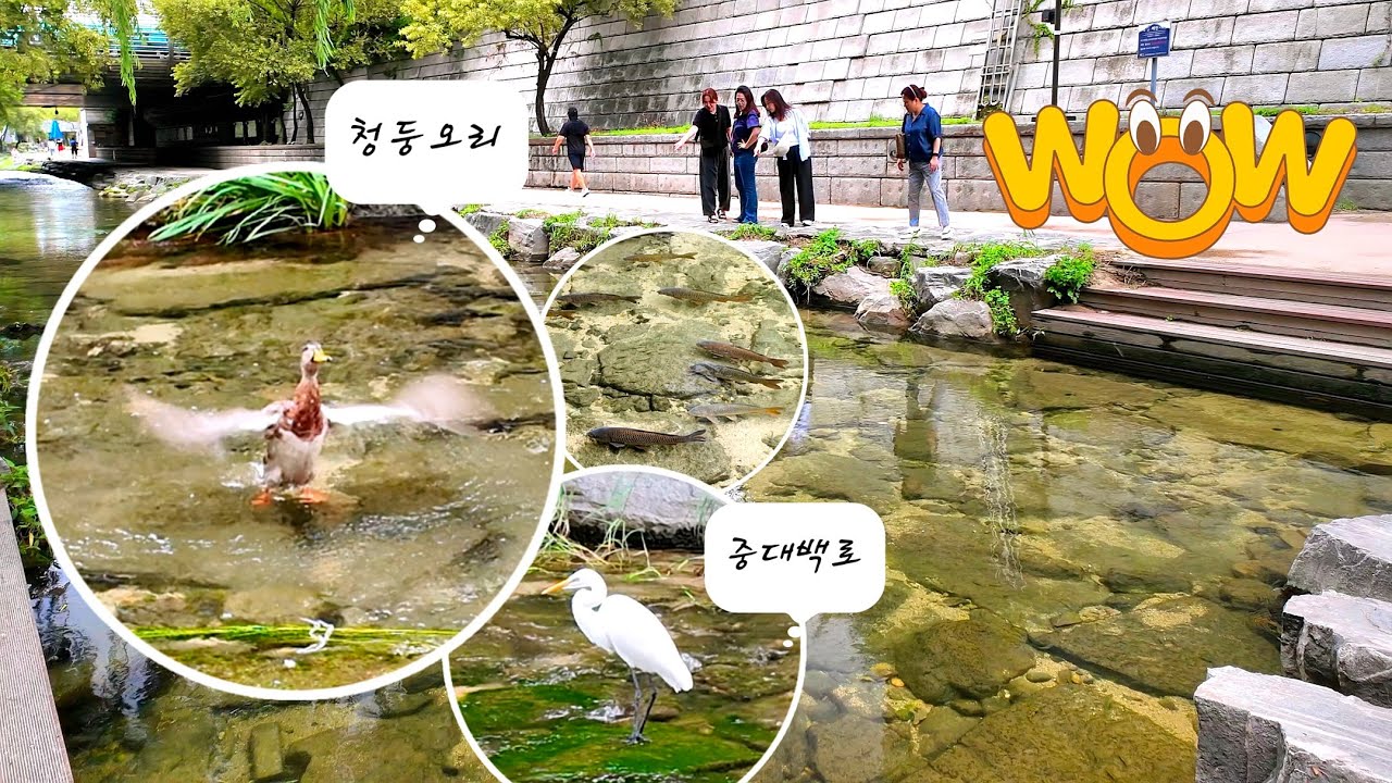 Толстая цапля в Чхонгечхоне хаха 🐳 Кряква