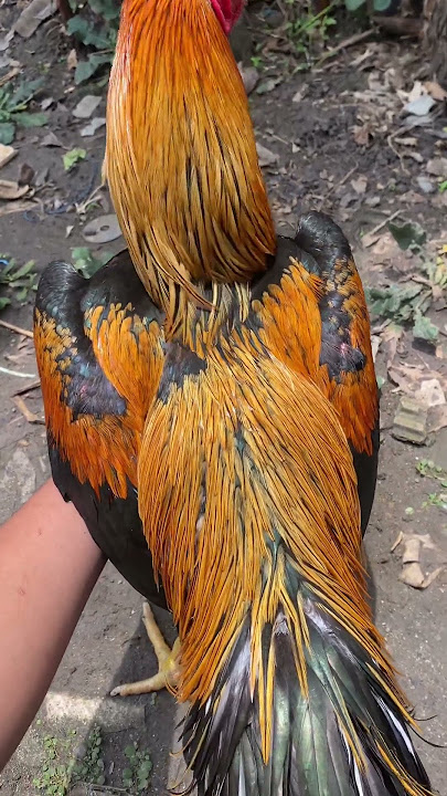 ayam bangkok wiring kuning asli #ayamberkualitas #peternaksejahtera #chicken #ayambangkok