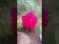 #beautiful flower#pink nattu rose#tamil#peaceful#music#