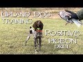 Positive Pigeons - Upland Dog Training