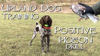 Positive Pigeons  Upland Dog Training