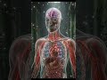 What Fear REALLY Does Inside Your Body 😨🧠 #3danimation #humanbody #health #animtion #lifeanimated