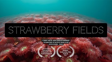 Strawberry Fields