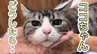 先生はうれしい…!ココちゃんは帰りたい…でも諦めないでよかったね!【猫の歯磨き】