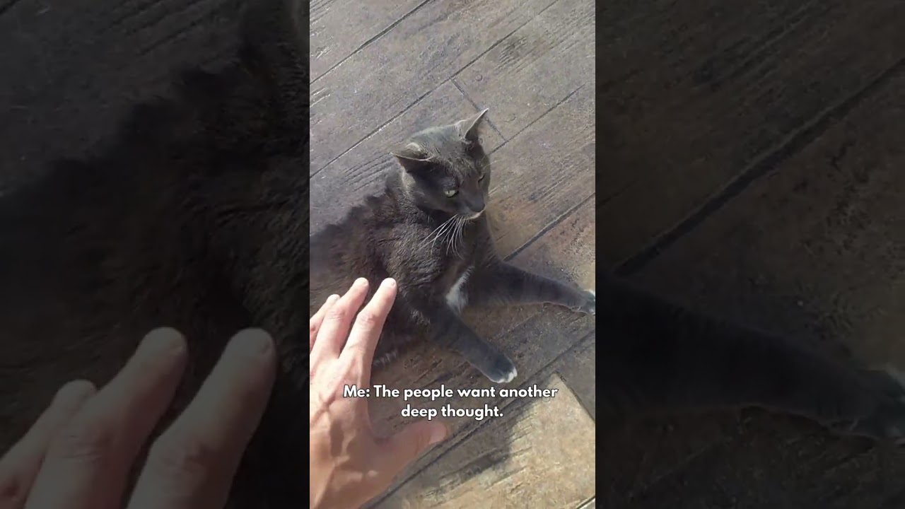 Behind the Scenes: Deep Thoughts with Leo… From Mexico 🐱💭