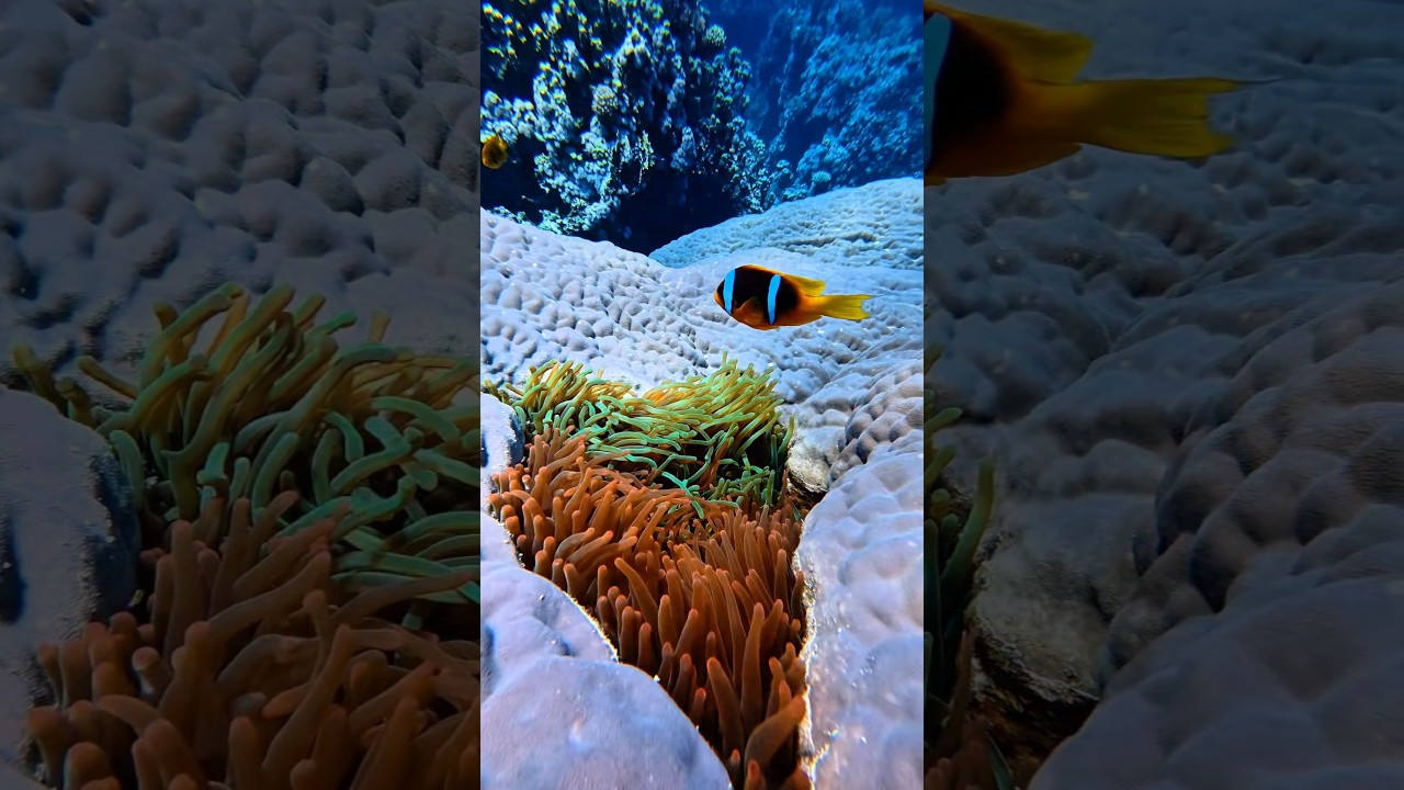 colored anemones 🌊💙😯  