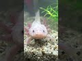 Аксолотль Лилу #axolotl #aquarium #питомец #амфибия