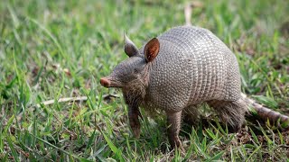 Missouri Department of Conservation gives tips on treating armadillos