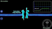 Rôle des ions dans la cellule excitable Hqdefault