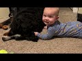 Baby Climbs on Bernese mountain dog