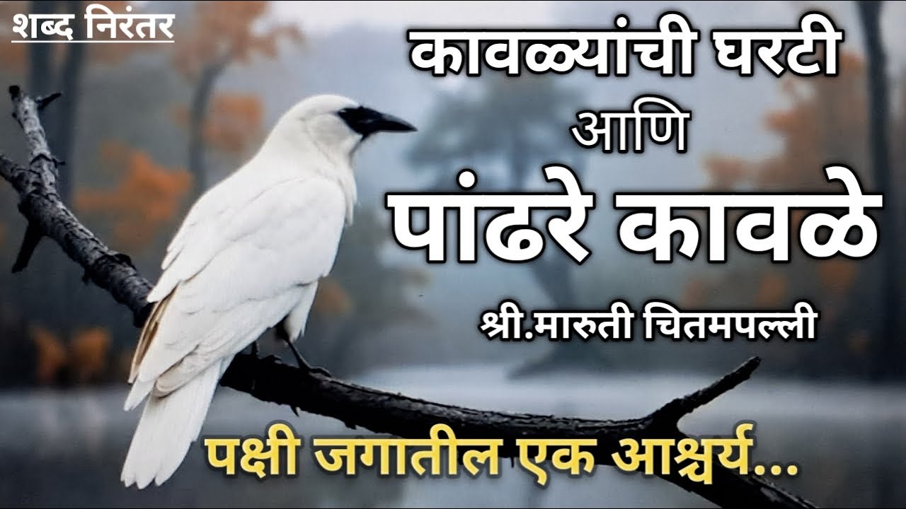 कावळ्यांची घरटी आणि पांढरे कावळे, लेखक : श्री.मारुती चितमपल्ली