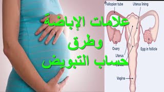 علامات الإباضة وطرق حساب التبويض