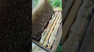 Millions of Bees at Work！#HappyBee China #Beekeeping #HoneyHarvest #HoneyBee #Shorts