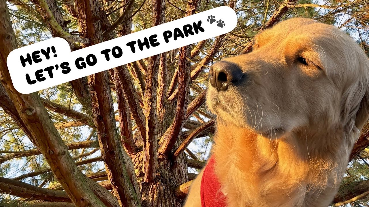 Quiet Evening Walk in the City Park With My Dog