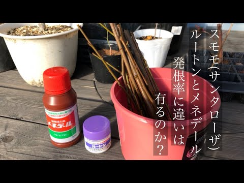家庭菜園 スモモ サンタローザの苗木 剪定した枝で挿し木 Youtube