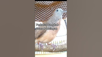 Suara Pancingan Perkutut Bangkok Gacor