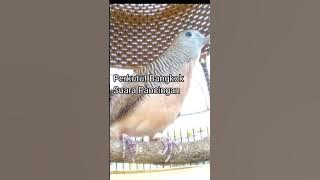 Suara Pancingan Perkutut Bangkok Gacor