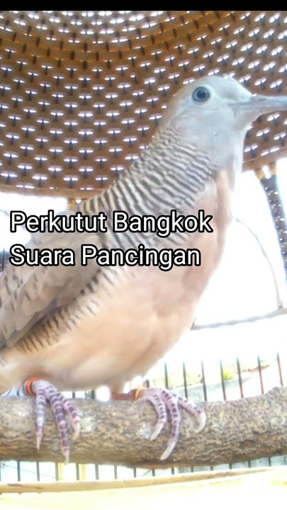 Suara Pancingan Perkutut Bangkok Gacor