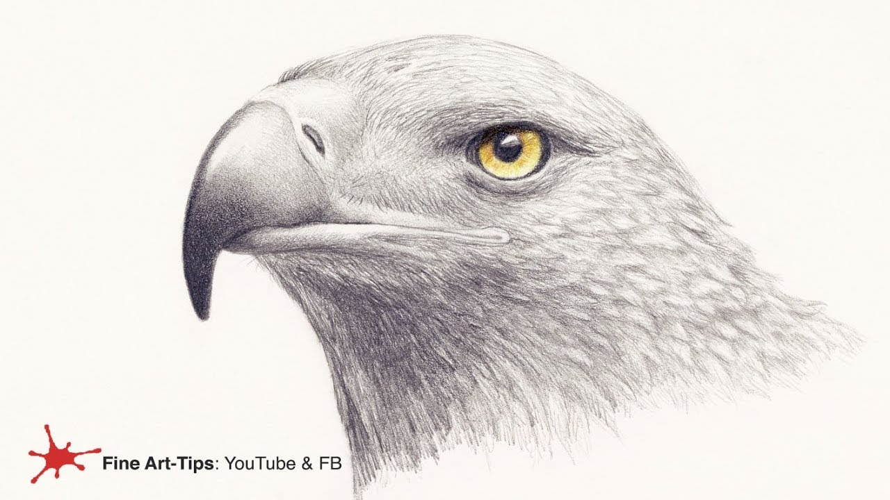 HOW TO DRAW A GOLDEN EAGLE´S HEAD - Narrated