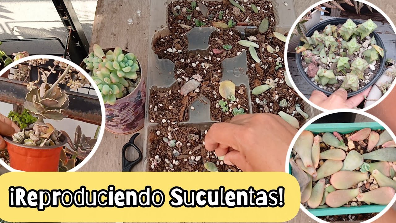 ¡Así Reproduzco a mis Suculentas 😉!