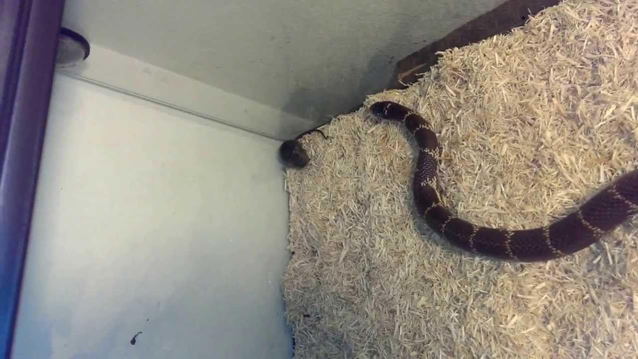  California King Snake