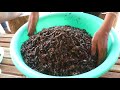 Lunch at Bopha Chhouk Roth Restaurant in Kampong Speu Province | Grill Oxen & Fry Insect in Cambodia