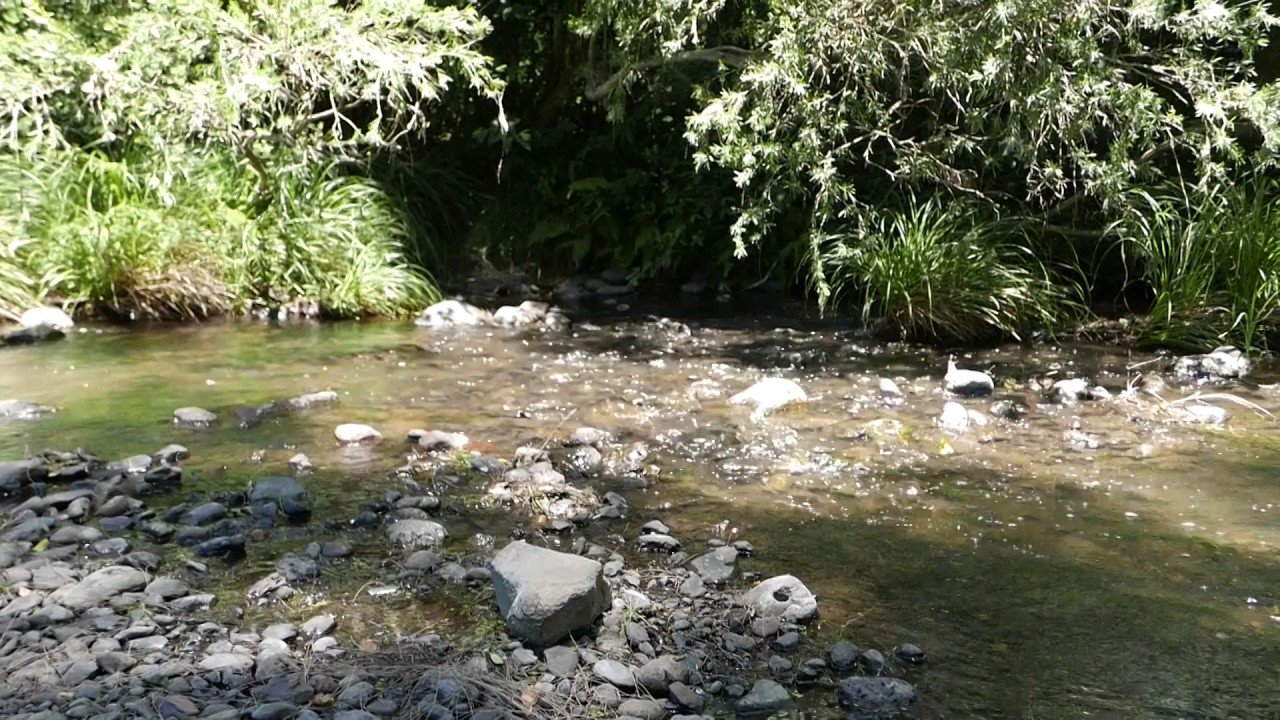 O'Reilly's Winery, Canungra YouTube