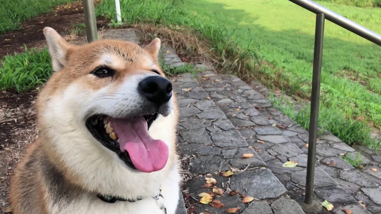 柴犬ポチの日常 番外編33 ポチと楽しむセミの声 Youtube